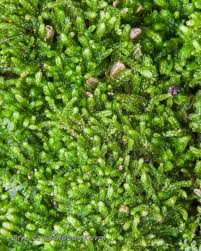 Attēlu rezultāti vaicājumam “Cephalozia lunulifolia”