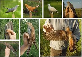 Attēlu rezultāti vaicājumam “Cuculus canorus adult”