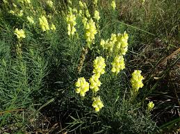 Attēlu rezultāti vaicājumam “Linaria loeselii”