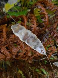 Attēlu rezultāti vaicājumam “Lunaria rediviva fruit”