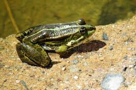 Attēlu rezultāti vaicājumam “Pelophylax adult”
