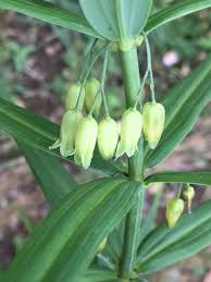 Attēlu rezultāti vaicājumam “Polygonatum verticillatum bud”