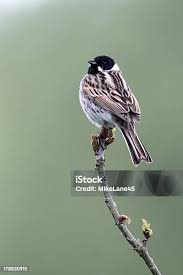 Attēlu rezultāti vaicājumam “Emberiza schoeniclus male”