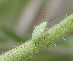 Attēlu rezultāti vaicājumam “Lygus nymph nymph”