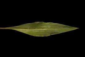 Attēlu rezultāti vaicājumam “Scorzonera humilis leaf”