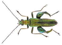 Attēlu rezultāti vaicājumam “Oedemera sp.”