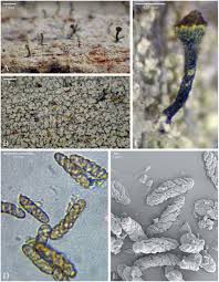 Attēlu rezultāti vaicājumam “Chaenotheca brachypoda”