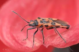 Attēlu rezultāti vaicājumam “Dryophilocoris flavoquadrimaculatus imago”