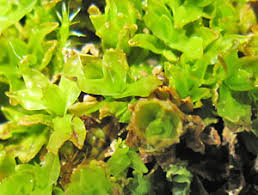 Attēlu rezultāti vaicājumam “Encalypta streptocarpa sporophyte”