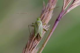 Attēlu rezultāti vaicājumam “Adelphocoris quadripunctatus”
