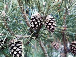 Attēlu rezultāti vaicājumam “Pinus sylvestris fruit”