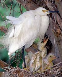 Image result for Egretta thula