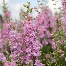 Image result for Delphinium consolida
