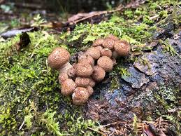 Attēlu rezultāti vaicājumam “Armillaria sp.”