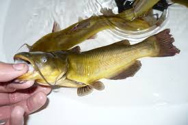 Image result for Ameiurus melas