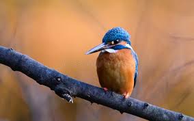 Attēlu rezultāti vaicājumam “Alcedo atthis adult”