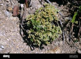 Attēlu rezultāti vaicājumam “Scleranthus perennis flower”