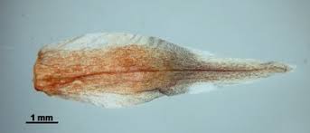 Attēlu rezultāti vaicājumam “Eriophorum gracile fruit”