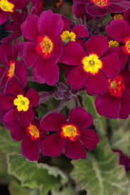 Attēlu rezultāti vaicājumam “Primula x margotae”