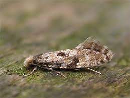 Attēlu rezultāti vaicājumam “Nemapogon cloacella”