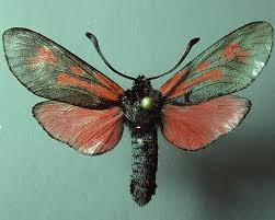 Attēlu rezultāti vaicājumam “Zygaena minos”