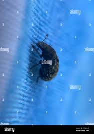 Attēlu rezultāti vaicājumam “Anthribus nebulosus”