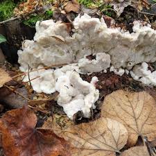 Attēlu rezultāti vaicājumam “Sarcoporia polyspora”