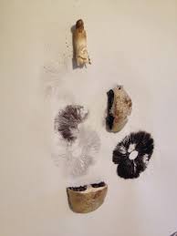 Attēlu rezultāti vaicājumam “Enteridium variabile spores”