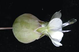 Attēlu rezultāti vaicājumam “Silene vulgaris bud”