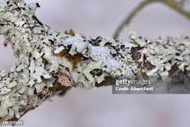 Attēlu rezultāti vaicājumam “Hyphodontia barba-jovis”