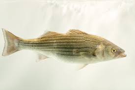 Image result for Morone saxatilis