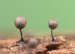 Attēlu rezultāti vaicājumam “Lamproderma gulielmae”