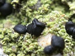 Attēlu rezultāti vaicājumam “Bacidia subincompta”