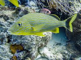 Image result for Haemulon sciurus