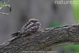 Attēlu rezultāti vaicājumam “Caprimulgus europaeus”