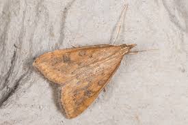 Attēlu rezultāti vaicājumam “Udea fulvalis”