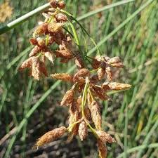 Attēlu rezultāti vaicājumam “Schoenoplectus lacustris subsp. glaucus bud”
