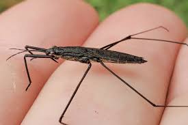 Attēlu rezultāti vaicājumam “Aquarius najas”