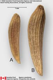 Attēlu rezultāti vaicājumam “Lapsana communis”