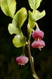 Attēlu rezultāti vaicājumam “Vaccinium myrtillus flower”