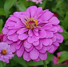 Image result for Zinnia elegans