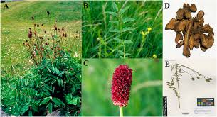 Attēlu rezultāti vaicājumam “Sanguisorba officinalis bud”