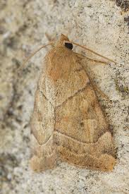 Attēlu rezultāti vaicājumam “Cosmia trapezina”