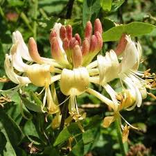 Attēlu rezultāti vaicājumam “Lonicera caerulea var. pallasii flower”