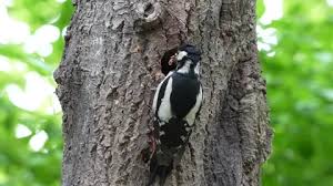 Attēlu rezultāti vaicājumam “Dendrocopos major female”