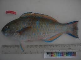 Image result for Scarus zelindae