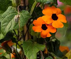 Image result for schwarzäugige Susanne