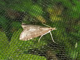 Attēlu rezultāti vaicājumam “Udea prunalis”