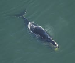 Image result for Eubalaena glacialis