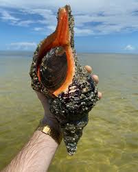 Image result for Triplofusus giganteus